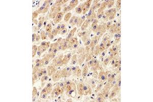 Immunohistochemical analysis of paraffin-embedded H.