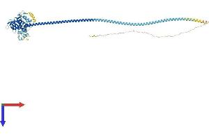 AlphaFold protein structure predicition of Human Recombinant DEF6 Protein, UniprotID Q9H4E7