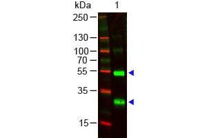 Image no. 1 for Goat anti-Human Ig (Chain lambda), (Light Chain) antibody (ABIN294047) (Chèvre anti-Humain Ig (Chain lambda), (Light Chain) Anticorps)