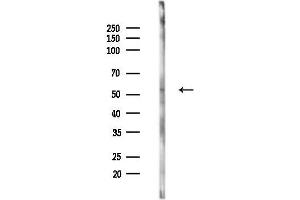 Western blot analysis of lysates from LoVo cells(heat-shock,45 min treatment), using Cytochrome P450 2 Antibody at 1/1000 dilution.