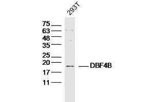 293T lysates probed with DBF4B Polyclonal Antibody, Unconjugated  at 1:300 dilution and 4˚C overnight incubation. (DBF4B/DRF1 anticorps  (AA 41-140))