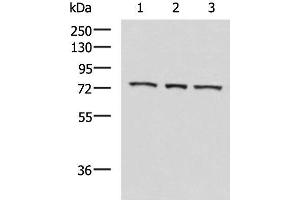 Western blot analysis of K562 cell Mouse heart tissue Jurkat cell lysates using ABI2 Polyclonal Antibody at dilution of 1:550 (ABI2 anticorps)