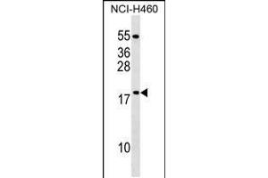 Western blot analysis in NCI-H460 cell line lysates (35ug/lane). (MRPL54 anticorps  (AA 64-92))