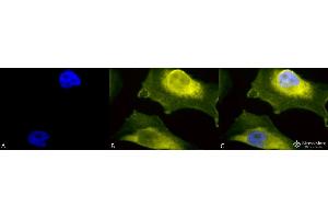 Immunocytochemistry/Immunofluorescence analysis using Rabbit Anti-SOD1 (UBB) Polyclonal Antibody . (SOD1 anticorps  (N-Term) (Atto 390))