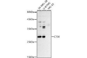 Western blot analysis of extracts of various cell lines, using CTSK antibody (ABIN3022538, ABIN3022539, ABIN3022540 and ABIN6218889) at 1:500 dilution. (Cathepsin K anticorps  (AA 115-329))