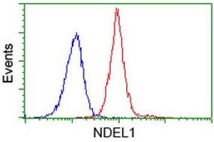 Image no. 1 for anti-NudE Nuclear Distribution E Homolog (A. Nidulans)-Like 1 (NDEL1) antibody (ABIN1499854) (NDEL1 anticorps)