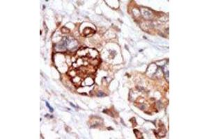 Image no. 2 for anti-Mps1 (TTK) (N-Term) antibody (ABIN360578) (Mps1 anticorps  (N-Term))