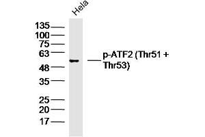 Hela lysates probed with p-ATF2 (Thr51 + Thr53) Polyclonal Antibody, Unconjugated  at 1:300 dilution and 4˚C overnight incubation. (ATF2 anticorps  (pThr51, pThr53))