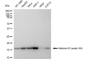 Western blotting analysis using Histone H3 (acetyl K9) antibody (ABIN7798953).
