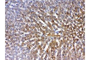 IHC testing of FFPE rat liver tissue with PON1 antibody at 1ug/ml.