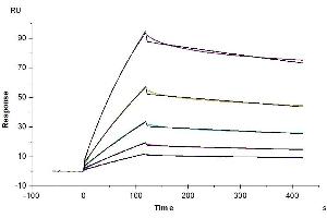 Cynomolgus LILRB2, hFc Tag captured on CM5 Chip via Protein A can bind Cynomolgus HLA-G Complex Tetramer, His Tag with an affinity constant of 52.