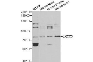 Western blot analysis of extracts of various cell lines, using ERCC3 antibody. (ERCC3 anticorps)