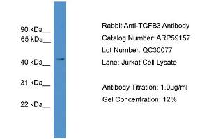 WB Suggested Anti-TGFB3  Antibody Titration: 0. (TGFB3 anticorps  (Middle Region))