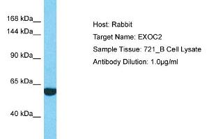 Host: Rabbit Target Name: EXOC2 Sample Type: 721_B Whole Cell lysates Antibody Dilution: 1. (EXOC2 anticorps  (N-Term))