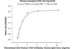 Immobilized Rhesus macaque CTGF, His Tag (ABIN6973039) at 1 μg/mL (100 μL/well) can bind Monoclonal A CTGF Antibody, Human IgG1 with a linear range of 0. (CTGF Protein (AA 27-349) (His tag))