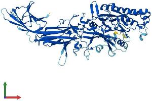 AlphaFold protein structure predicition of Human Recombinant PADI2 Protein, UniprotID Q9Y2J8