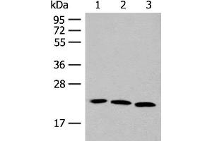 Western blot analysis of A549 HUVEC and 231 cell lysates using FGF10 Polyclonal Antibody at dilution of 1:200 (FGF10 anticorps)
