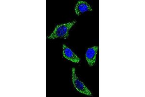 Confocal immunofluorescent analysis of TNFRSF1A Antibody (N-term) with U-251MG cell followed by Alexa Fluor 488-conjugated goat anti-rabbit lgG (green). (TNFRSF1A anticorps  (N-Term))