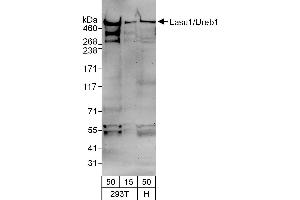 Western Blotting (WB) image for anti-HECT, UBA and WWE Domain Containing 1, E3 Ubiquitin Protein Ligase (HUWE1) (AA 2250-2300) antibody (ABIN7453266)