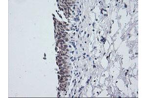 Image no. 3 for anti-NFKB Inhibitor Interacting Ras-Like 1 (NKIRAS1) antibody (ABIN1499742) (NKIRAS1 anticorps)