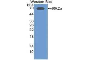 Detection of Recombinant LTF, Porcine using Polyclonal Antibody to Lactoferrin (LTF)