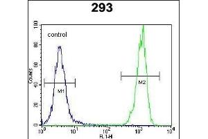 OR10H1 Antibody (C-term) (ABIN654815 and ABIN2844488) flow cytometric analysis of 293 cells (right histogram) compared to a negative control cell (left histogram). (OR10H1 anticorps  (C-Term))
