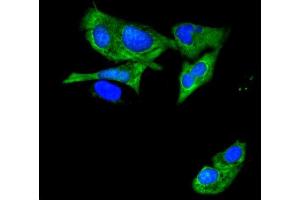 IF analysis of ATP11C using anti-ATP11C antibody (ABIN7602985).