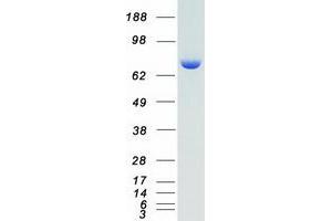 Validation with Western Blot