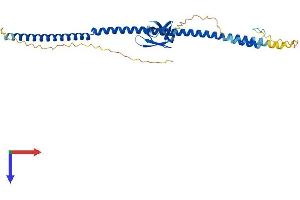 AlphaFold protein structure predicition of Mouse Recombinant Brms1l Protein, UniprotID Q3U1T3