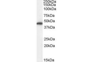 Western Blotting (WB) image for anti-ATP Synthase Mitochondrial F1 Complex Assembly Factor 2 (ATPAF2) (Middle Region) antibody (ABIN2789041) (ATPAF2 anticorps  (Middle Region))