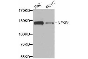 Western blot analysis of extracts of various cell lines, using NFKB1 antibody (ABIN5998332) at 1/1000 dilution. (NFKB1 anticorps)