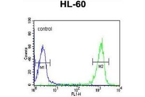 Flow cytometric analysis of HL-60 cells using PATL1 Antibody (C-term) Cat. (PATL1 anticorps  (C-Term))