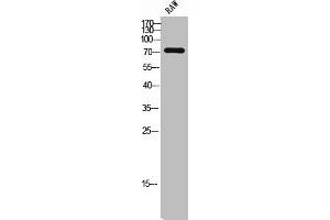 Western Blot analysis of RAW cells using NHE-6 Polyclonal Antibody