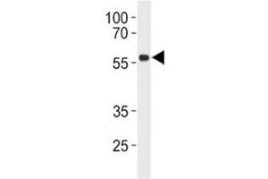 p53 antibody western blot analysis in Daudi lysate.