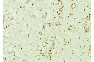 ABIN6269332 at 1/100 staining Mouse muscle tissue by IHC-P. (PTPN11 anticorps  (C-Term))