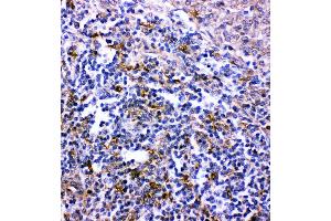 Anti- CXCR6 antibody,  IHC(P) IHC(P): Rat Spleen Tissue (CXCR6 anticorps  (C-Term))