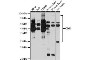 Western blot analysis of extracts of various cell lines, using CD83 Rabbit mAb (ABIN7266223) at 1:1000 dilution. (CD83 anticorps)