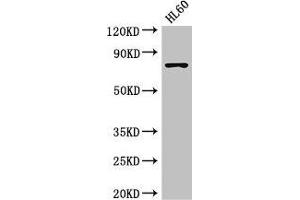 Western Blot Positive WB detected in: HL60 whole cell lysate All lanes: RARS antibody at 3. (RARS anticorps  (AA 201-500))
