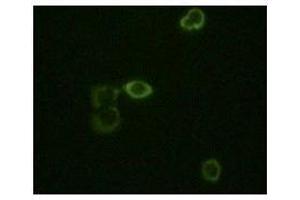 Immunofluorescence staining of methanol-fixed Hela cells using ABL2 mouse mAb showing cytoplasm localization. (ABL2 anticorps)