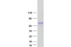 Validation with Western Blot (FAM187B Protein (Myc-DYKDDDDK Tag))