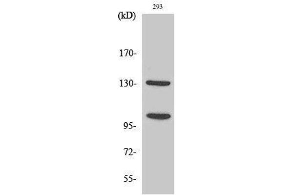 NOTCH2 antibody  (Asp1733, cleaved)