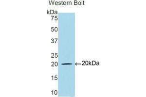 Detection of Recombinant LTF, Human using Polyclonal Antibody to Lactoferrin (LTF)