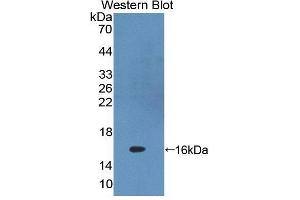 Western blot analysis of the recombinant protein. (PKIG anticorps  (AA 1-76))