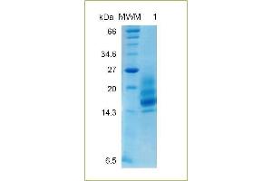 Analysis of recombinant GM-CSF with specific anti-human GM-CSF by Western Blot. (GM-CSF Protein (AA 8-144))