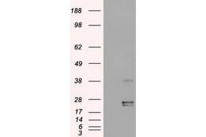 Western Blotting (WB) image for anti-Oncostatin M (OSM) (AA 25-252) antibody (ABIN1491278) (Oncostatin M anticorps  (AA 25-252))