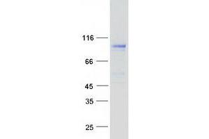 Validation with Western Blot