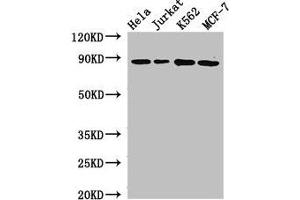 Western Blot Positive WB detected in: Hela whole cell lysate, Jurkat whole cell lysate, K562 whole cell lysate, MCF-7 whole cell lysate All lanes: CANX antibody at 2.