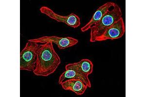 Immunofluorescence analysis of GC-7901 cells using LMNB2 mouse mAb (green).