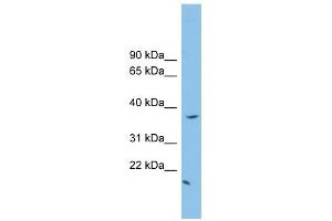 FKBPL antibody used at 1 ug/ml to detect target protein.