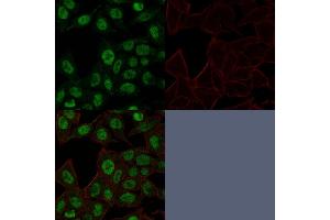 Confocal Immunofluorescence image of HeLa cells using Topo II alpha, Monoclonal Antibody (TOP2A/1361).